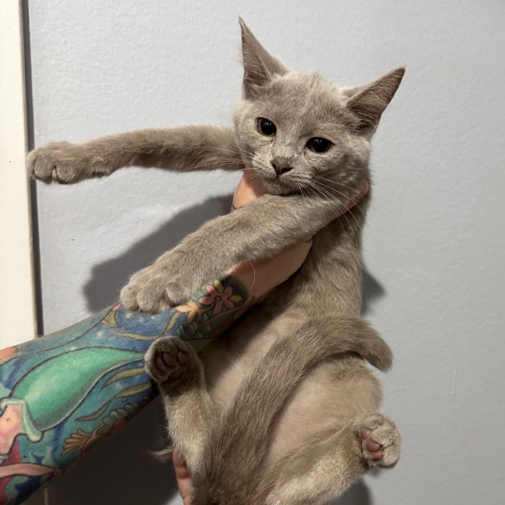 Lila, a Adoptable Domestic Short Hair in Miami, FL image 2/2