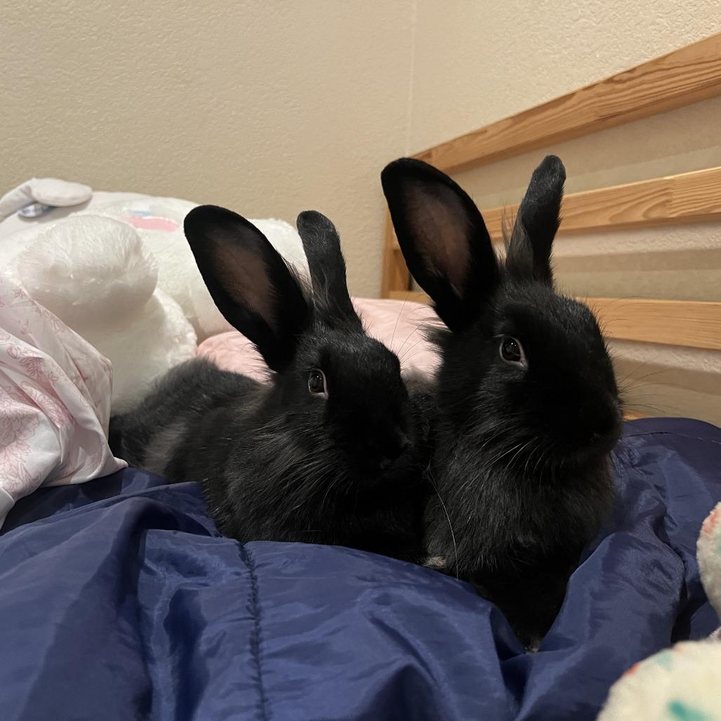 Lyle, Adoptable, Young Male American.