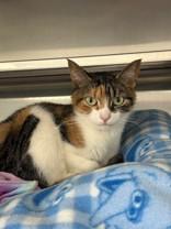 Enlarge Chica, a ADOPTABLE Domestic Short Hair in Manitowoc, WI image 1/1