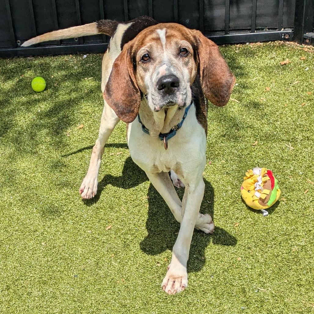 Theodore, a Adoptable mixed breed in Charlottesville, VA image 2/6