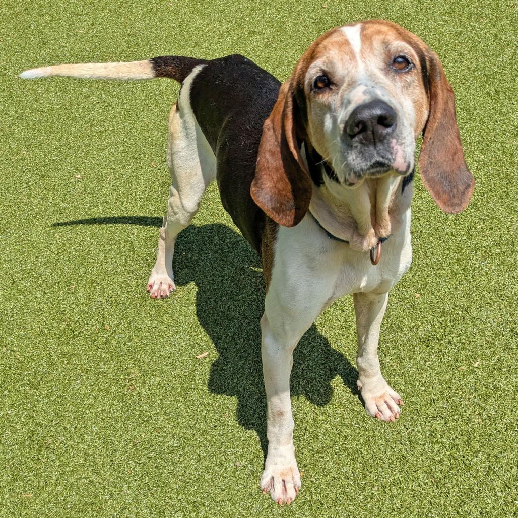 Theodore, a Adoptable mixed breed in Charlottesville, VA image 4/6