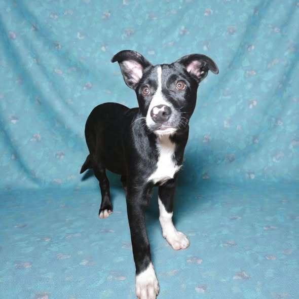 Piglet, Adoptable, Puppy Male Border Collie.
