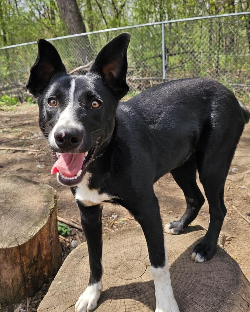Enlarge Piglet, a Adoptable mixed breed in Hastings, MN image 2/5