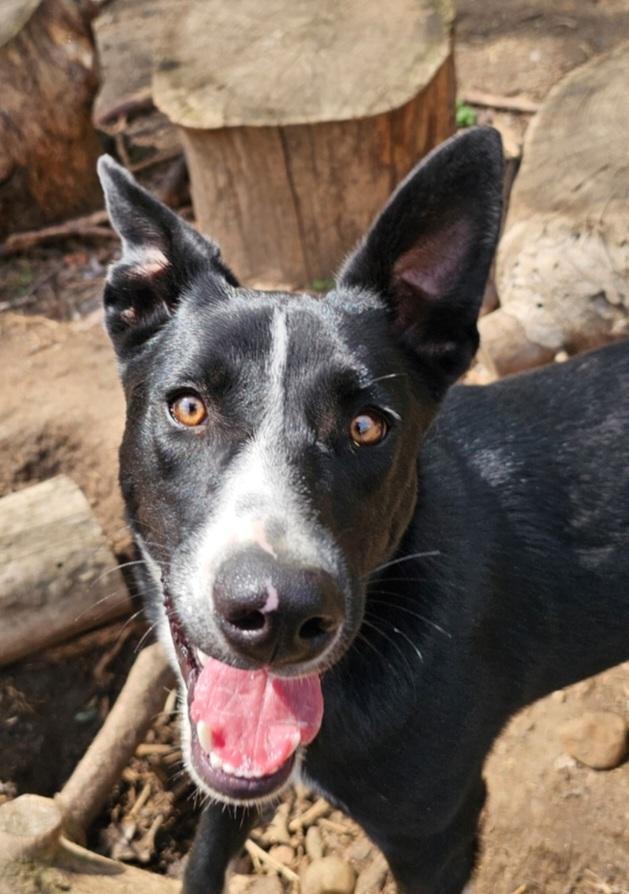 Enlarge Piglet, a Adoptable mixed breed in Hastings, MN image 3/5