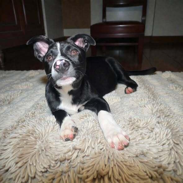 Enlarge Piglet, a Adoptable mixed breed in Hastings, MN image 2/3