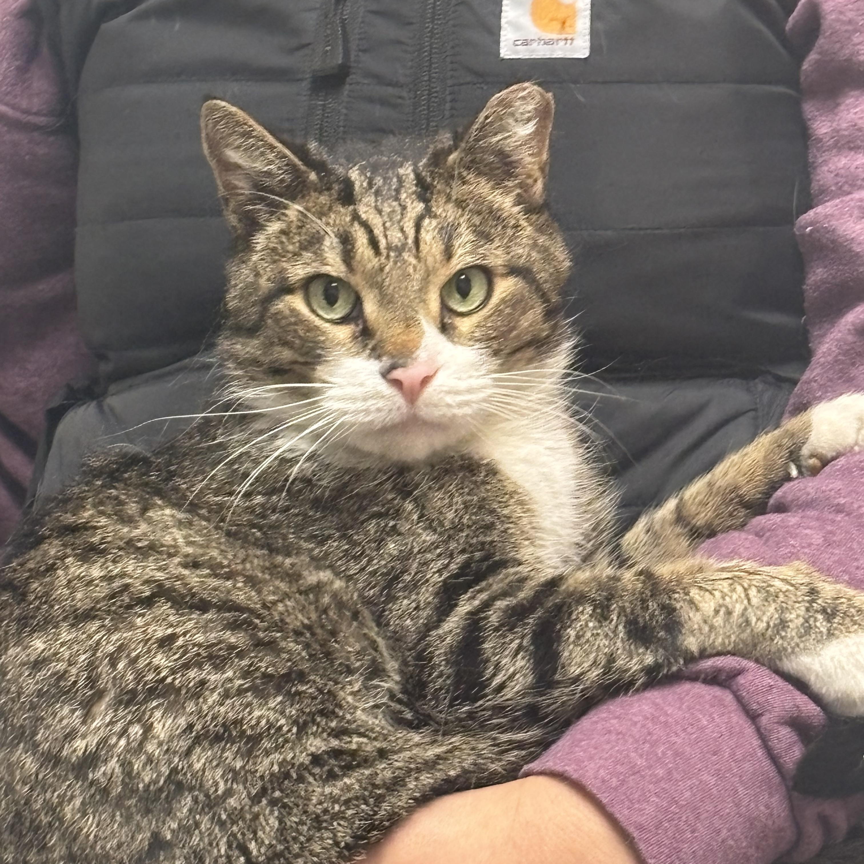 Johnny, a Adopted mixed breed in New york, NY image 2/5