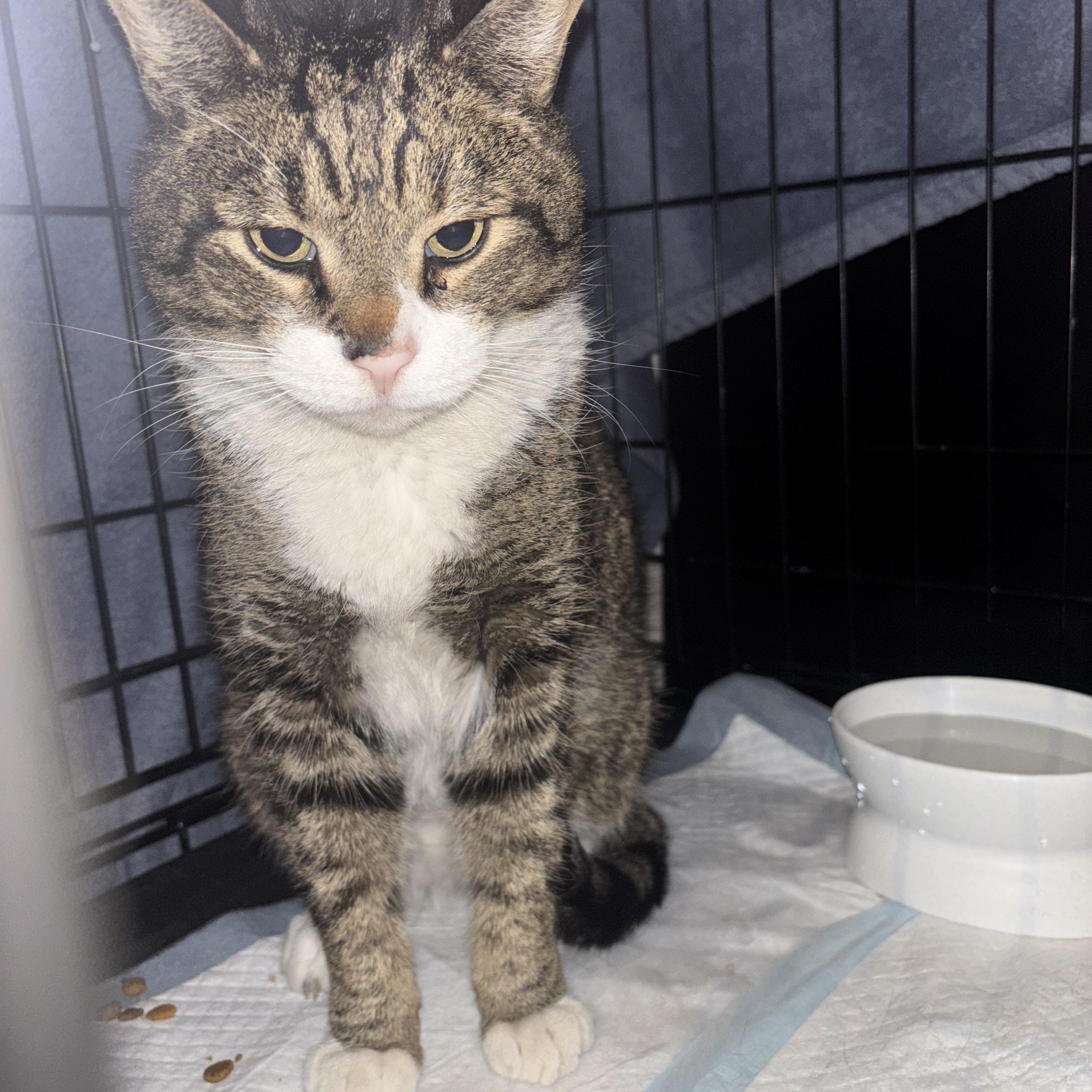 Johnny, a Adopted mixed breed in New york, NY image 5/5