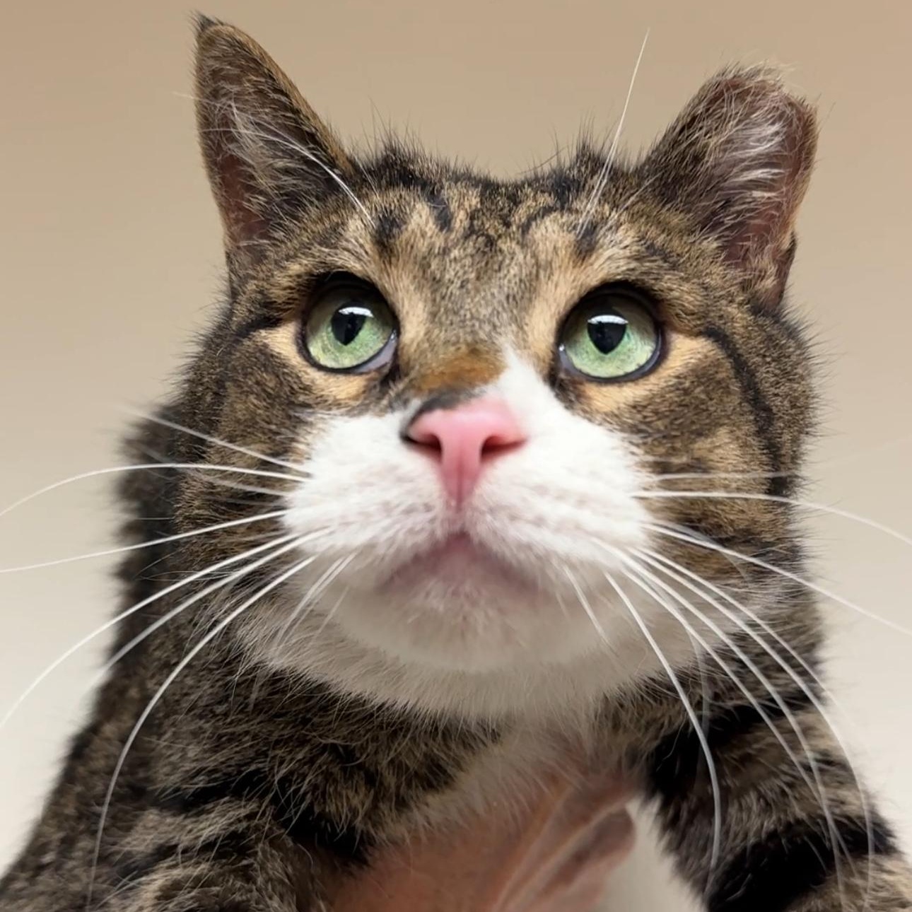 Johnny, a Adopted mixed breed in New york, NY image 1/5