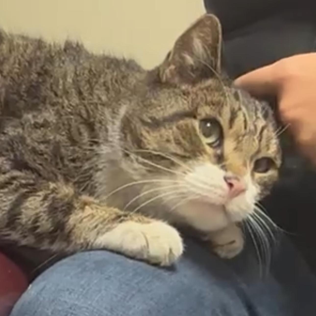 Johnny, a Adopted mixed breed in New york, NY image 4/5