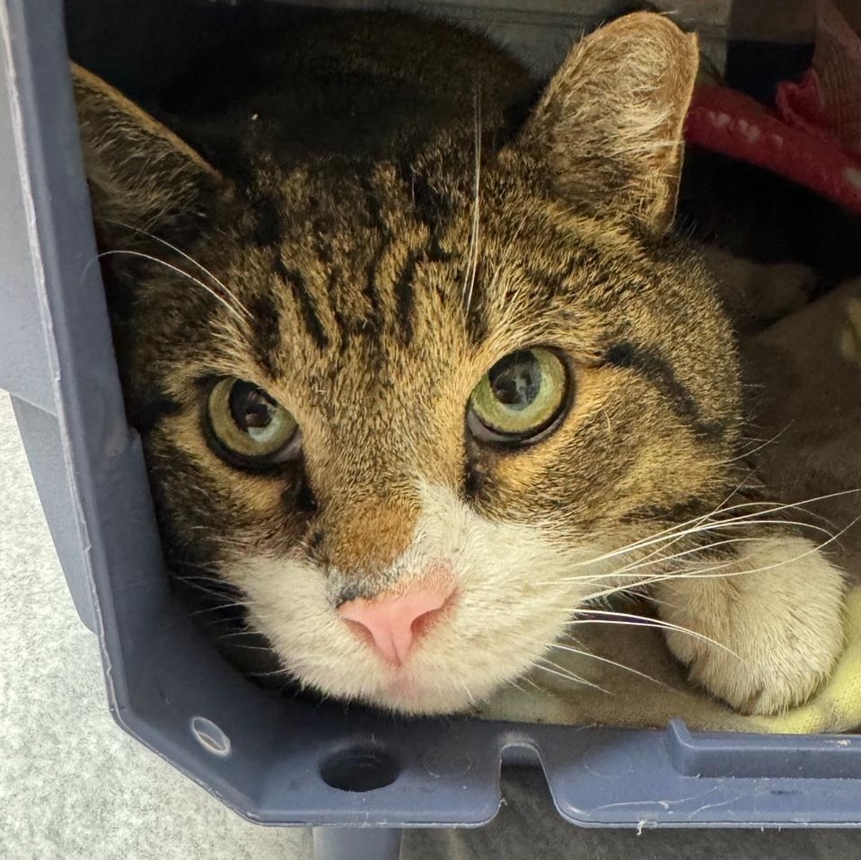 Johnny, a Adopted mixed breed in New york, NY image 3/5