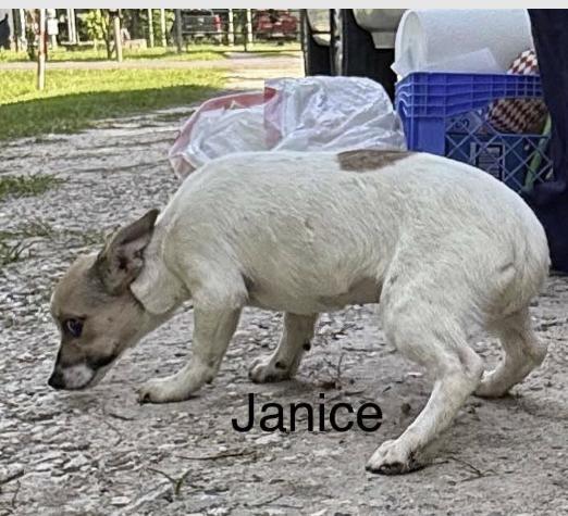 Janice