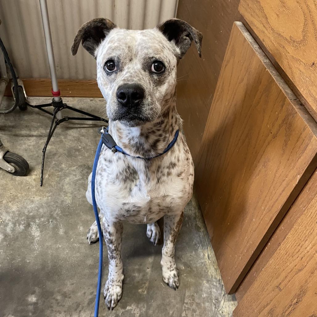 Ajax, Adoptable, Adult Male Boxer.