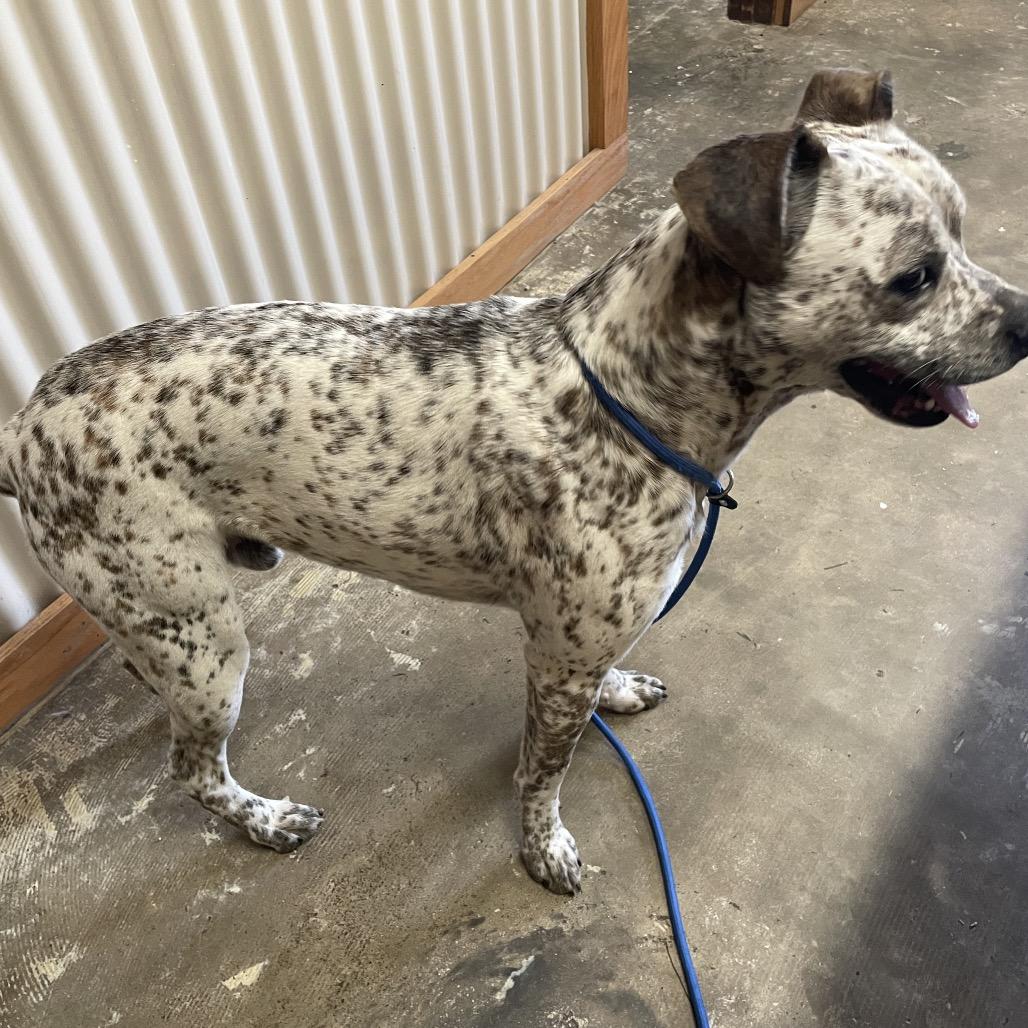 Enlarge Ajax, a Adoptable Boxer in Stilwell, OK image 2/2