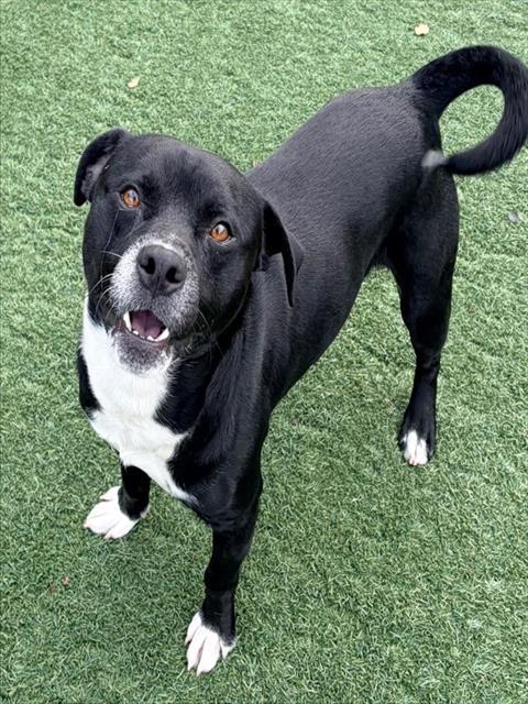 ACE, Adoptable, Young Male Pit Bull Terrier.