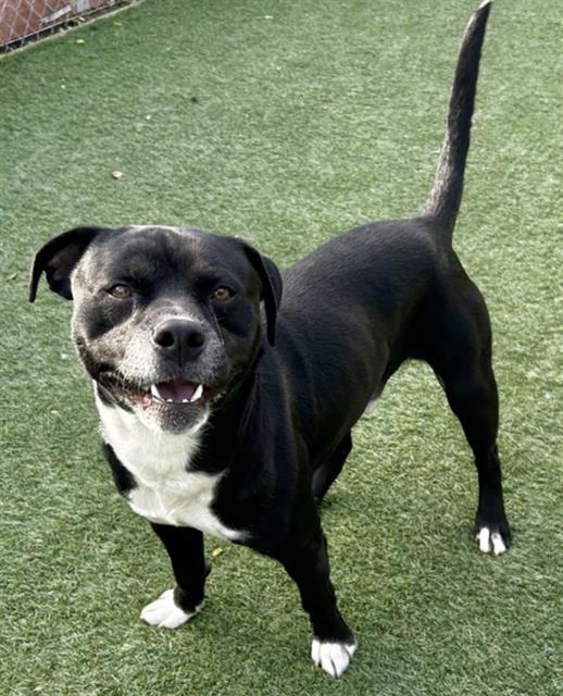 Enlarge ACE, a Adoptable Pit Bull Terrier in Salinas, CA image 1/1