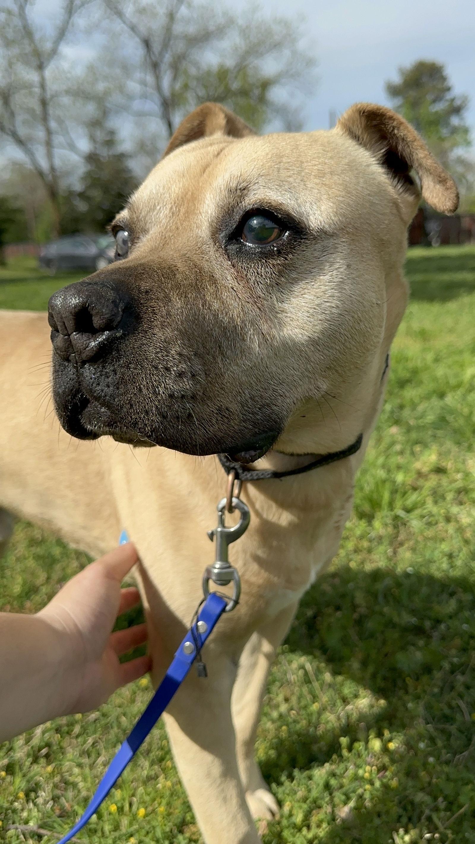 Enlarge RUBBLE, a Adoptable Pit Bull Terrier in Chico, CA image 1/3