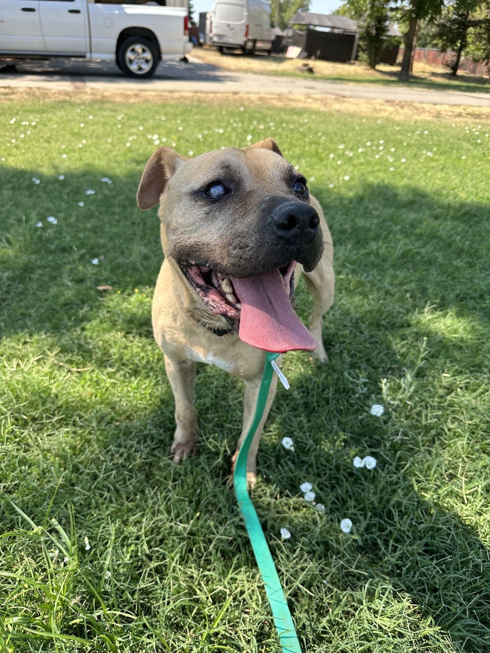 Enlarge RUBBLE, a Adoptable Pit Bull Terrier in Chico, CA image 3/3