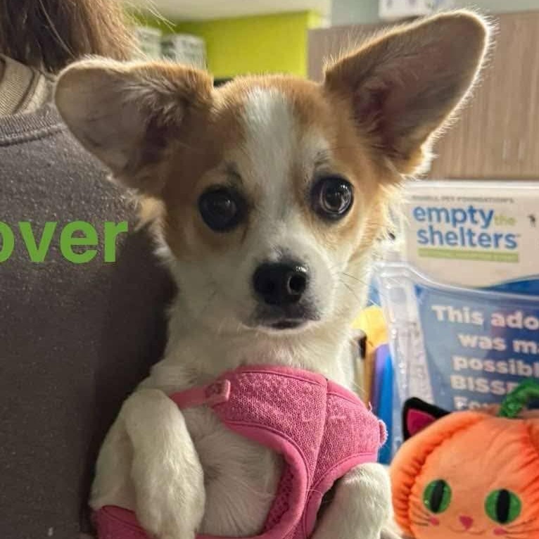 Pixie (was Clover), Adoptable, Young Female Chihuahua.