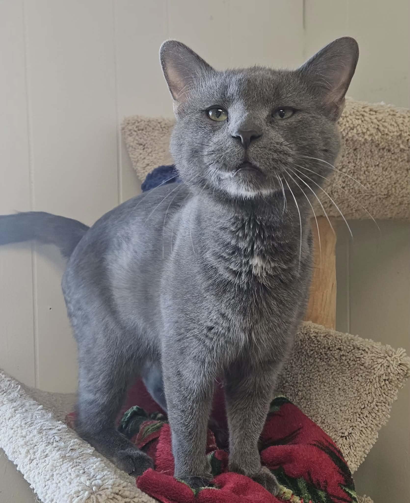 Enlarge Chuck Norris "Chuck" , an adopted Domestic Short Hair in Wapakoneta, OH image 1/4