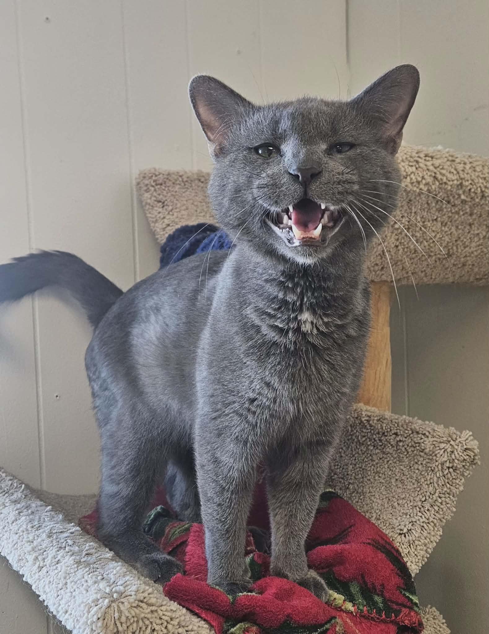 Enlarge Chuck Norris "Chuck" , an adopted Domestic Short Hair in Wapakoneta, OH image 2/4