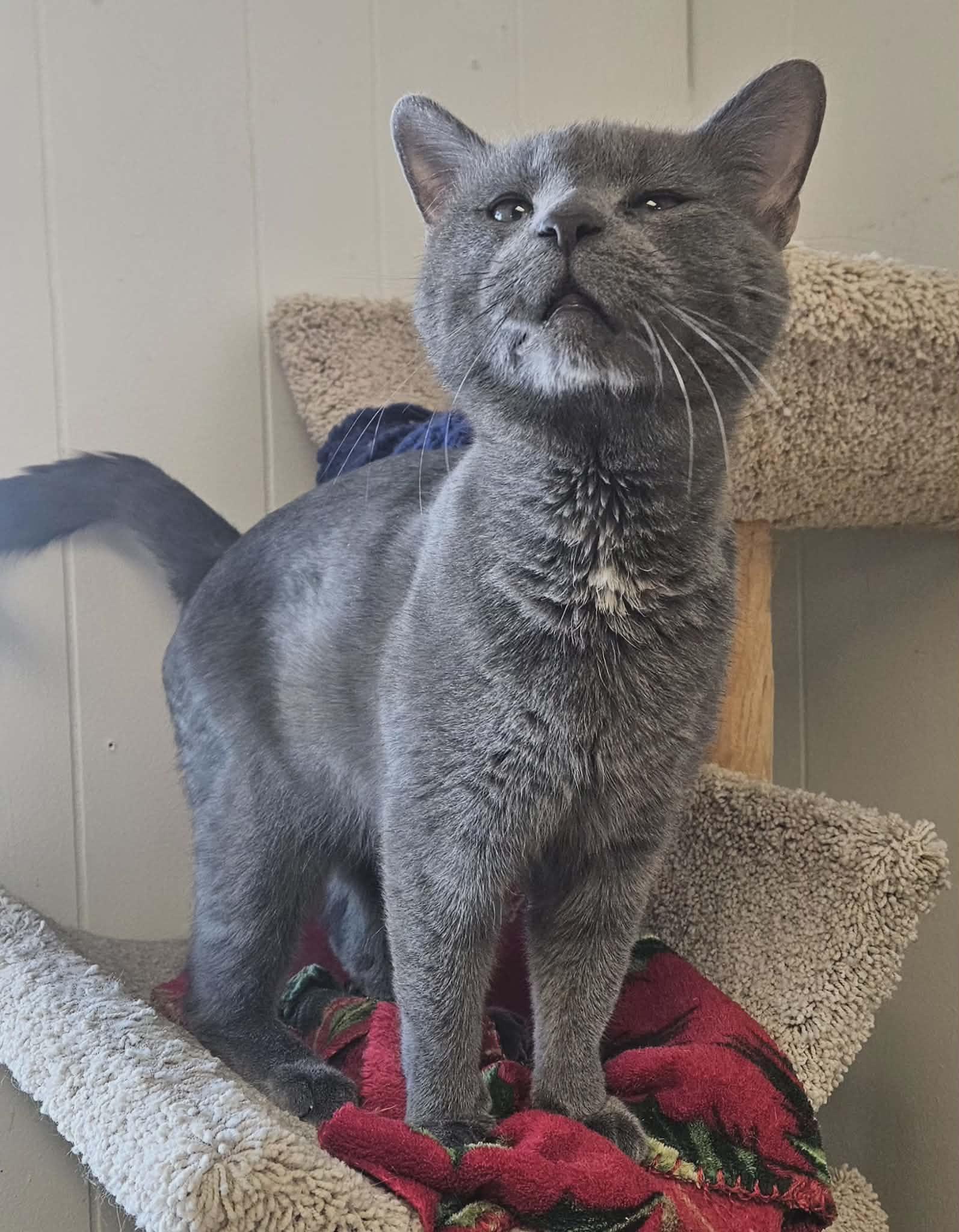 Enlarge Chuck Norris "Chuck" , an adopted Domestic Short Hair in Wapakoneta, OH image 3/4