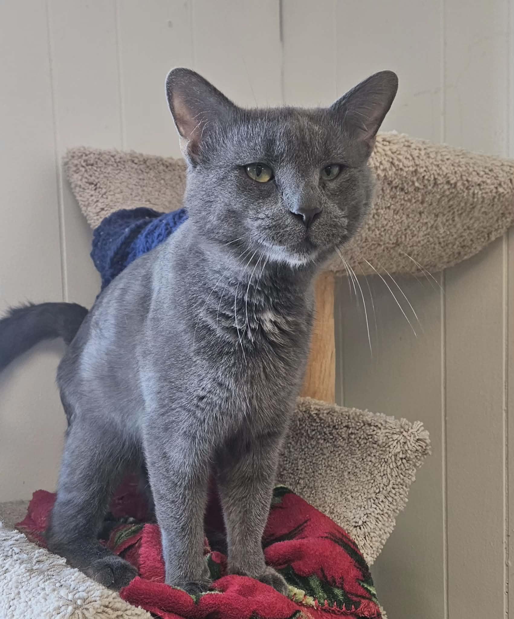 Enlarge Chuck Norris "Chuck" , an adopted Domestic Short Hair in Wapakoneta, OH image 4/4