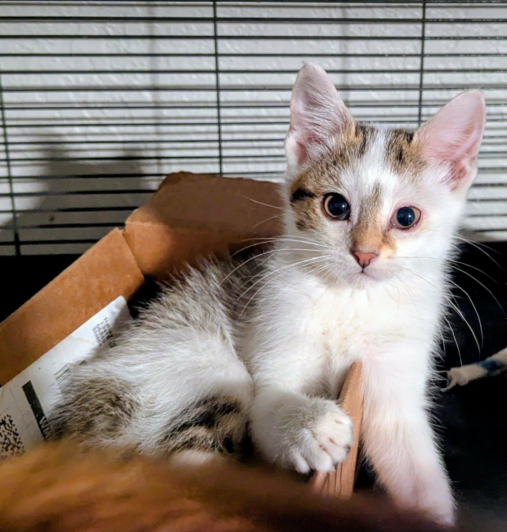 Enlarge Bingus, a Adoptable Domestic Short Hair in Little Falls, MN image 1/4