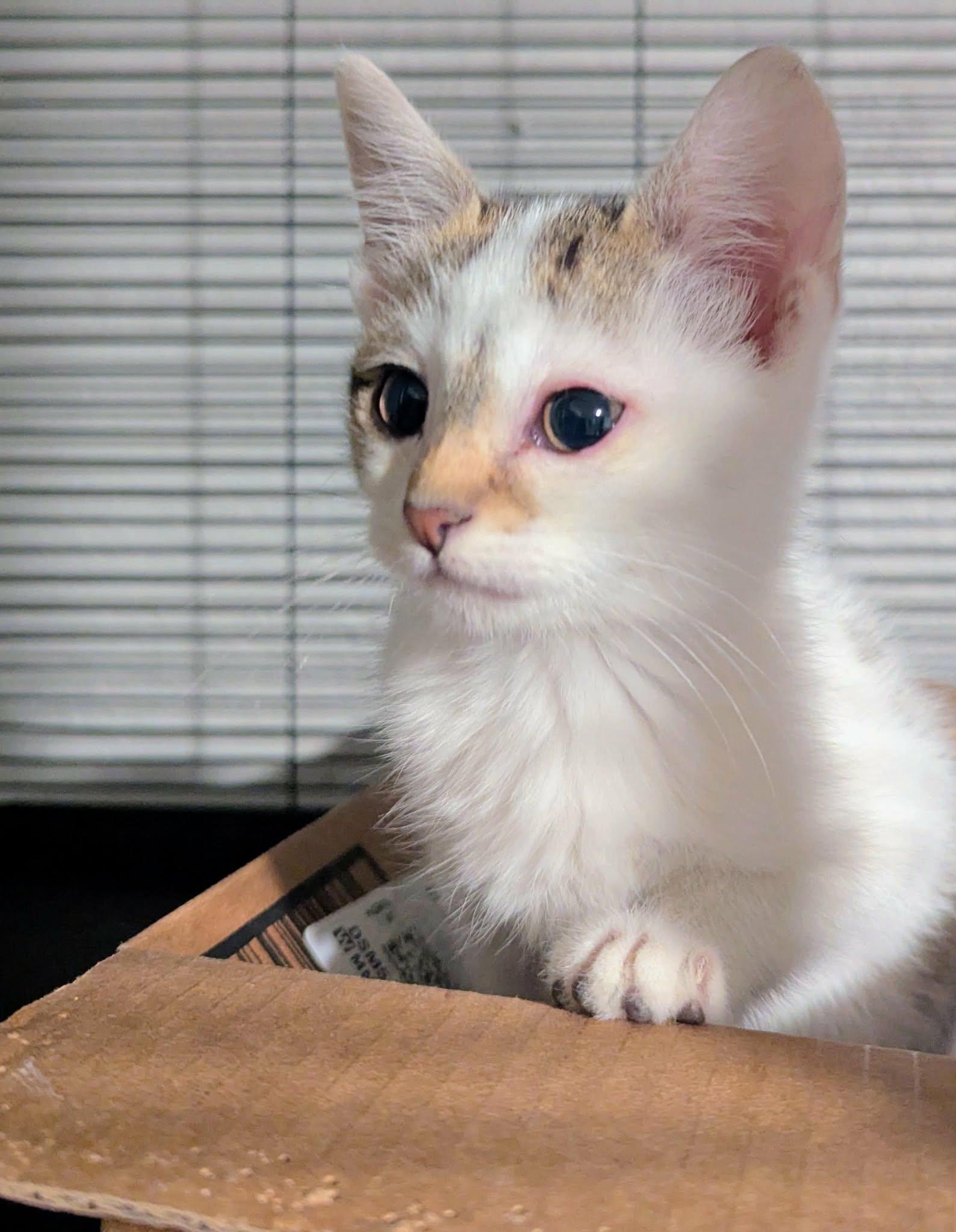 Enlarge Bingus, a Adoptable Domestic Short Hair in Little Falls, MN image 3/4