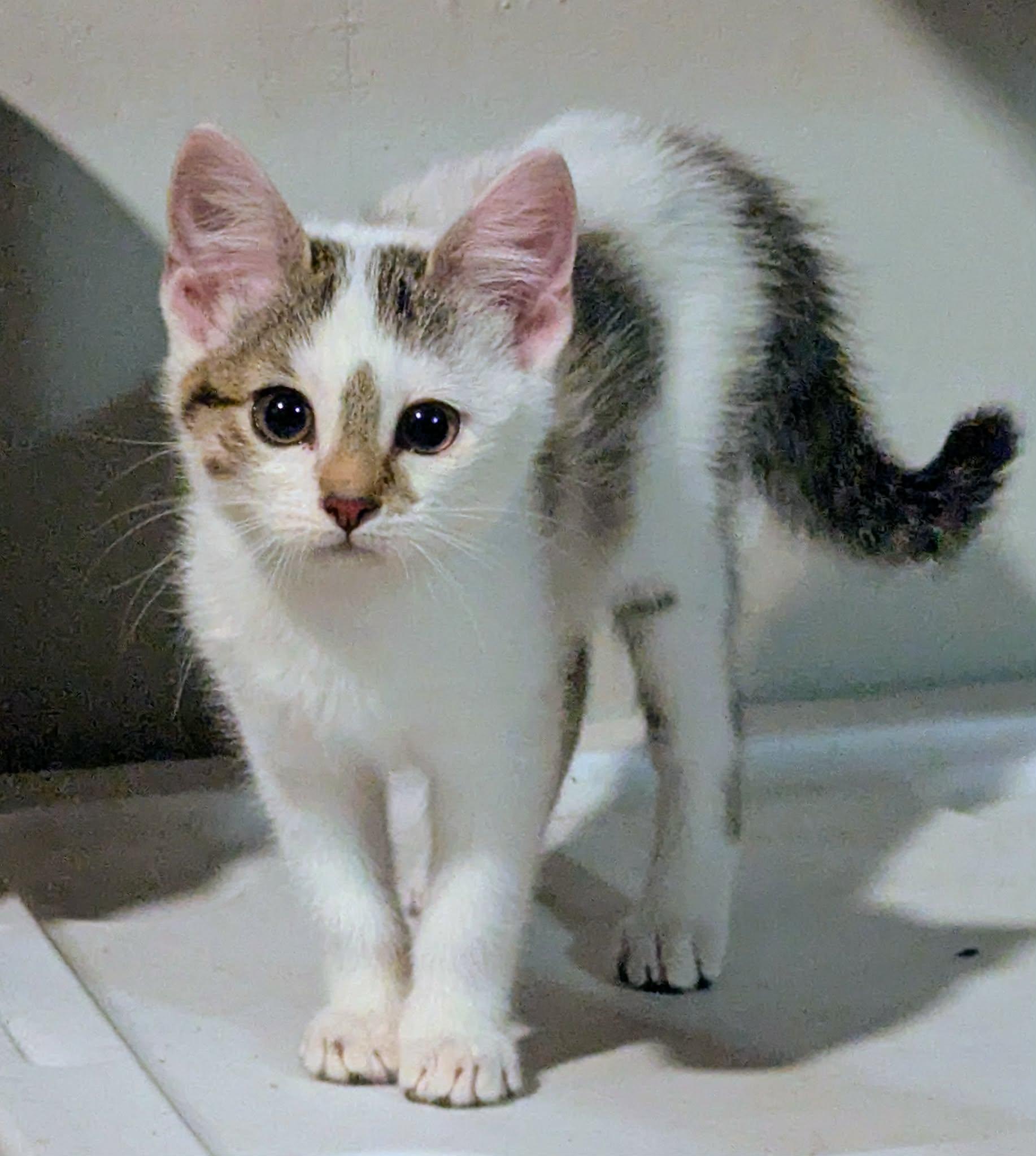 Enlarge Bingus, a Adopted Domestic Short Hair in Little Falls, MN image 1/5