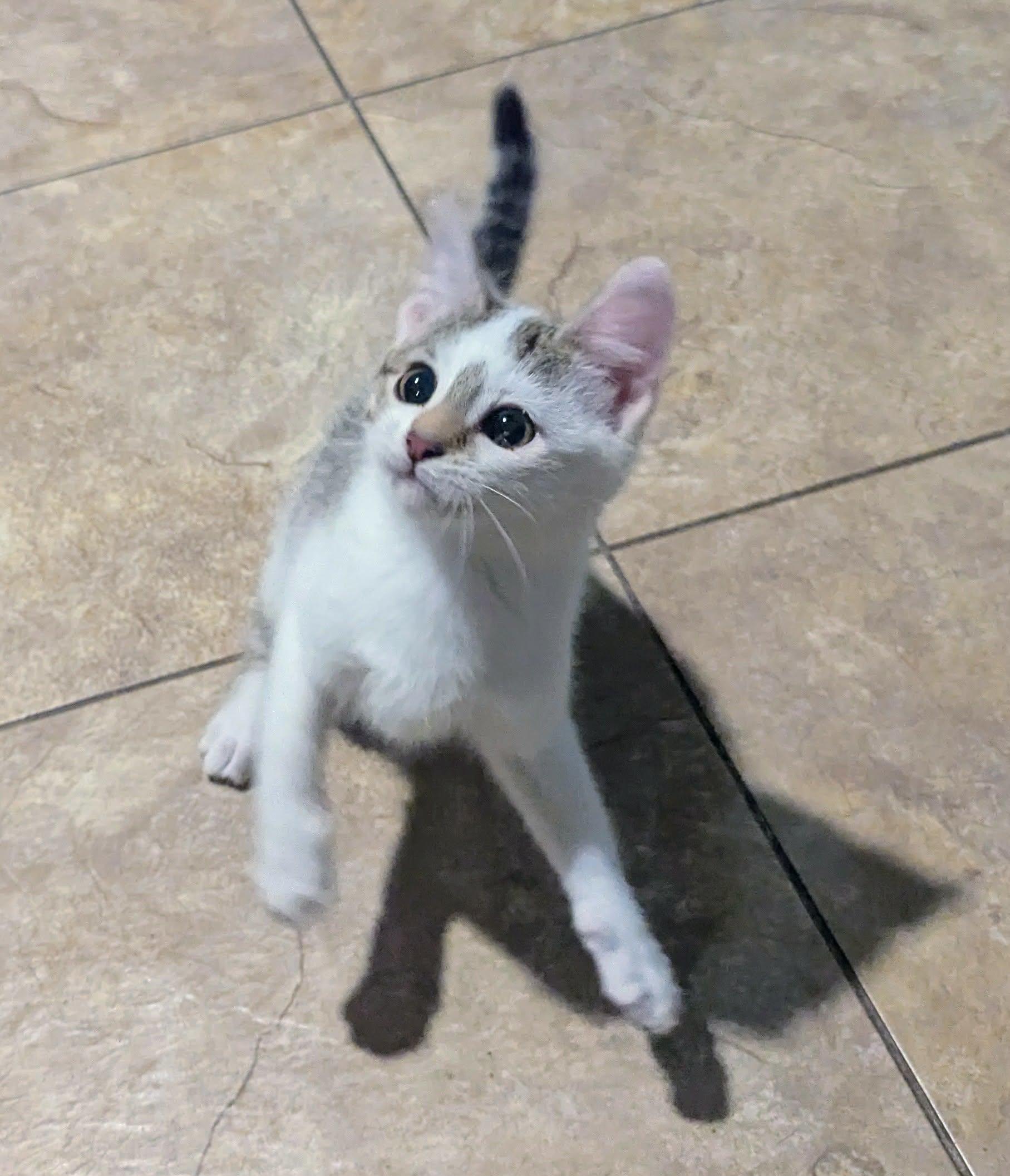 Enlarge Bingus, a Adopted Domestic Short Hair in Little Falls, MN image 5/5