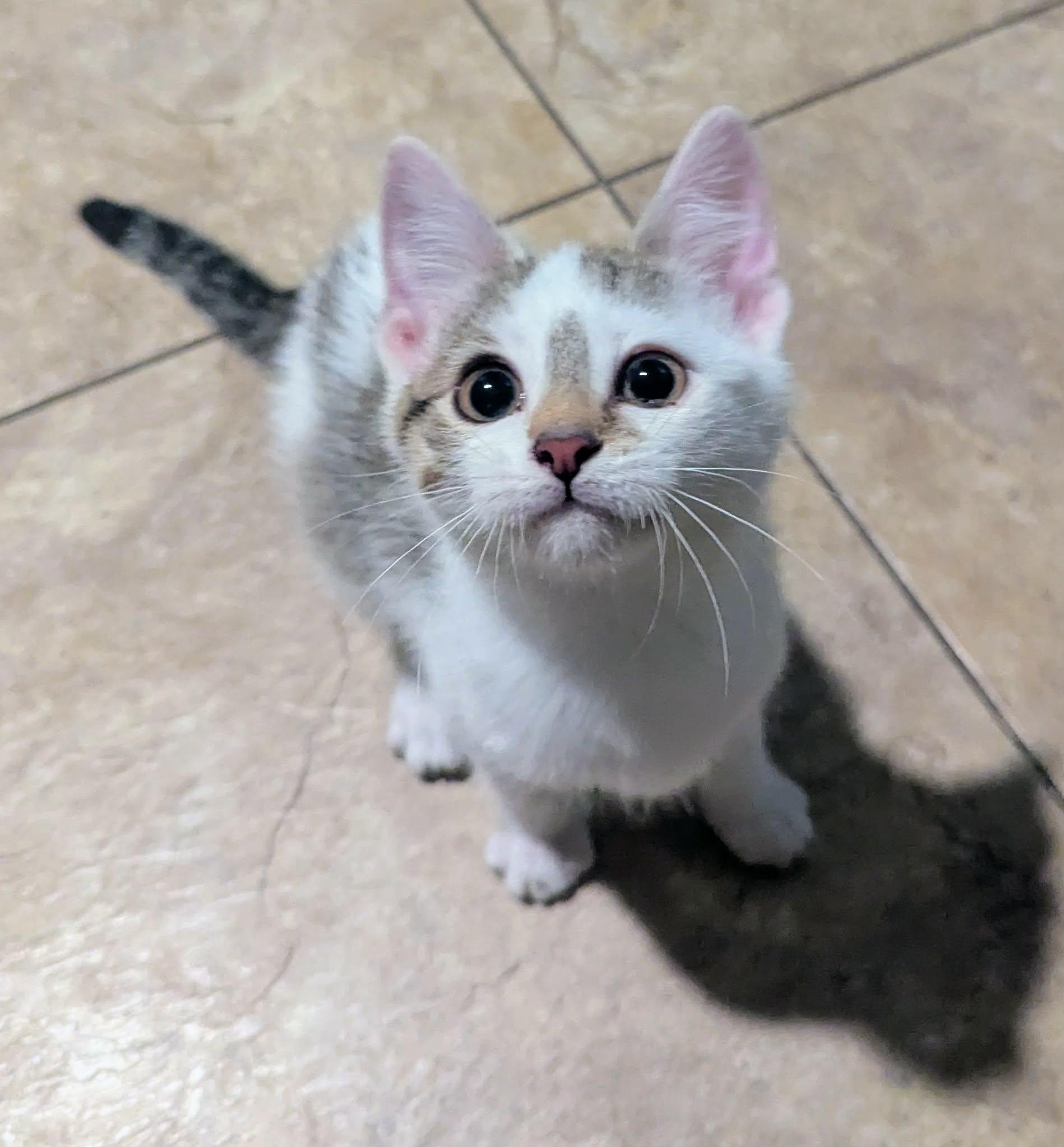 Enlarge Bingus, a Adopted Domestic Short Hair in Little Falls, MN image 4/5