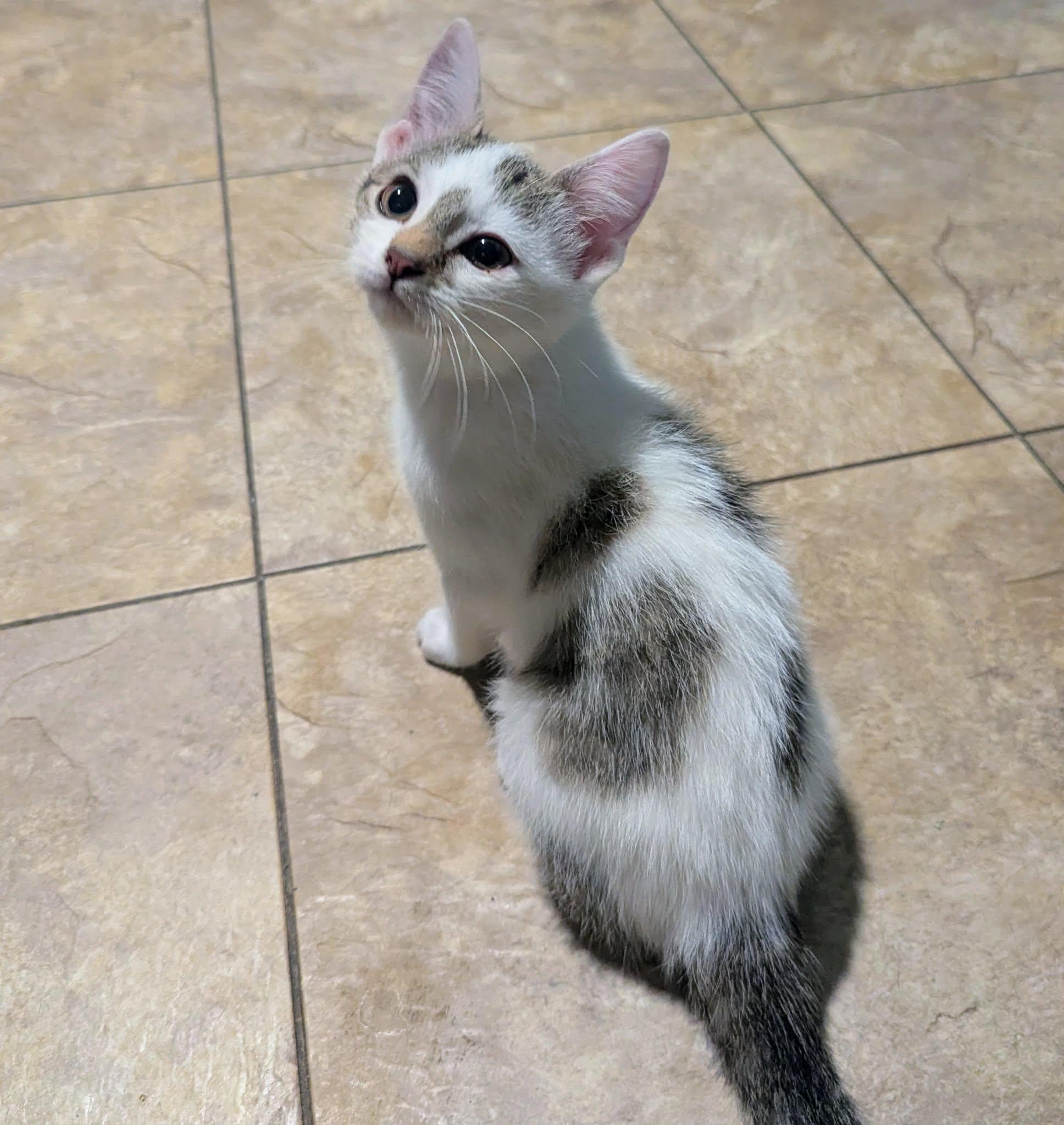 Enlarge Bingus, a Adopted Domestic Short Hair in Little Falls, MN image 3/5
