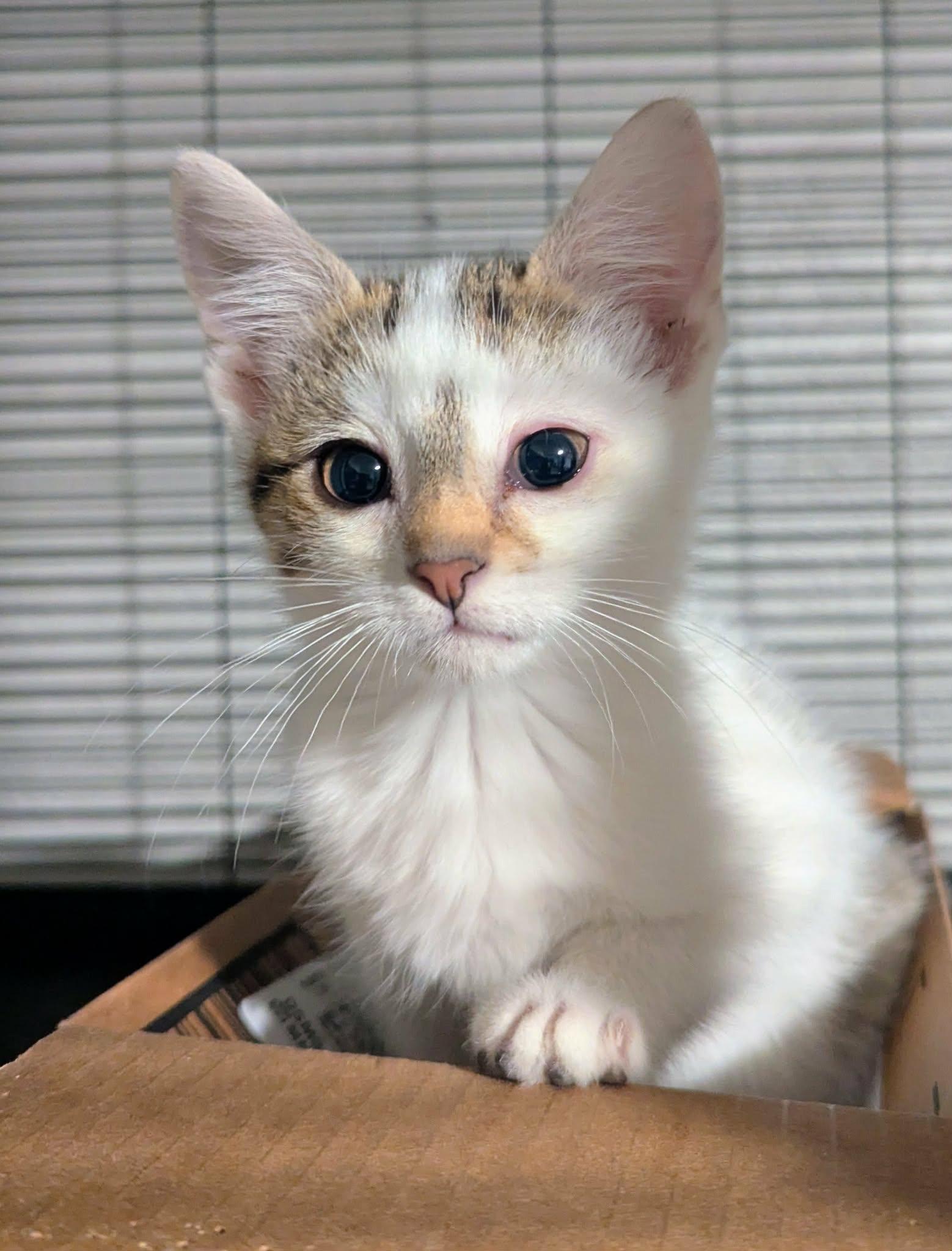 Enlarge Bingus, a Adoptable Domestic Short Hair in Little Falls, MN image 2/4