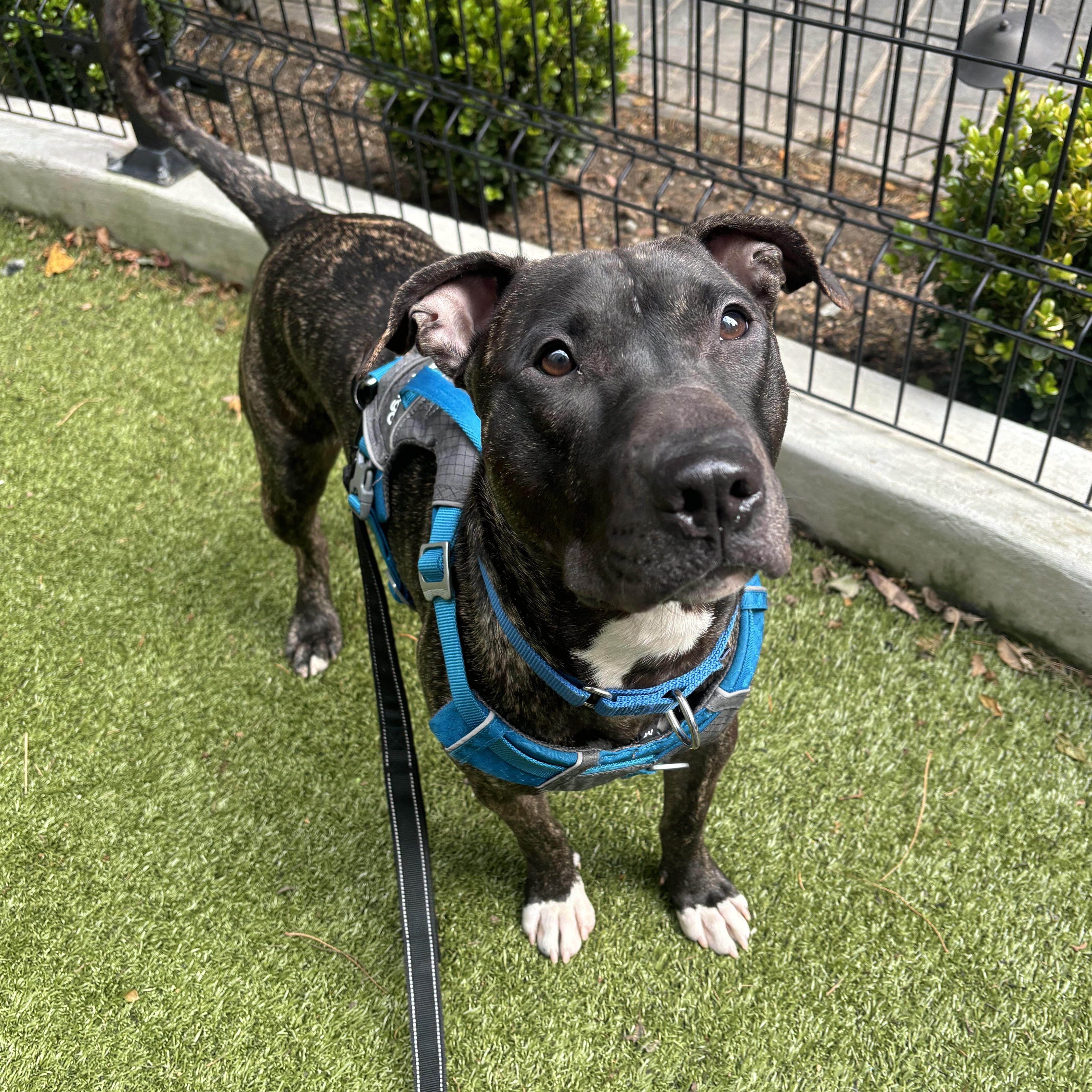 Enlarge Bun Bun, a Adoptable Mixed Breed in New York, NY image 4/5