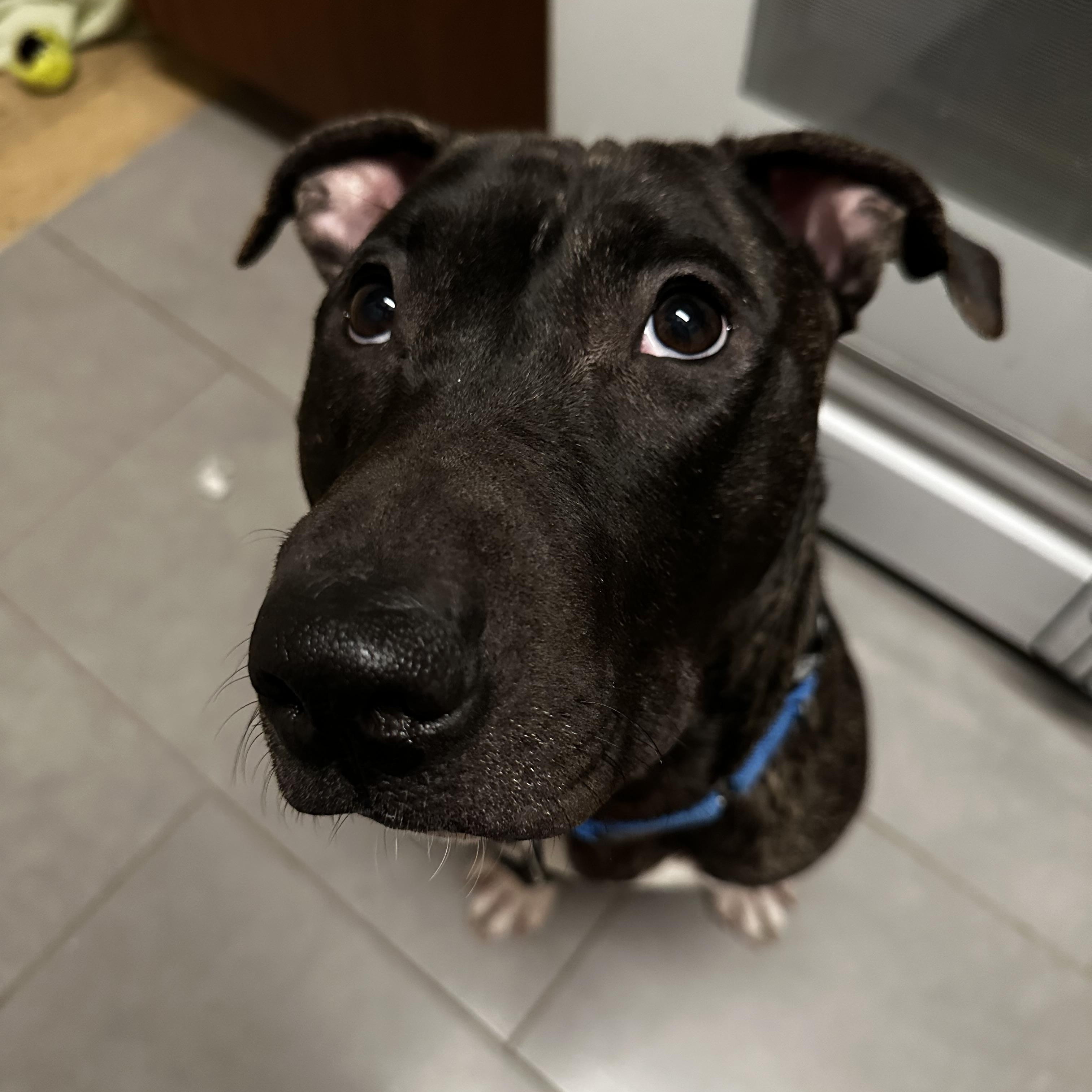 Enlarge Bun Bun, a Adoptable Mixed Breed in New York, NY image 3/5