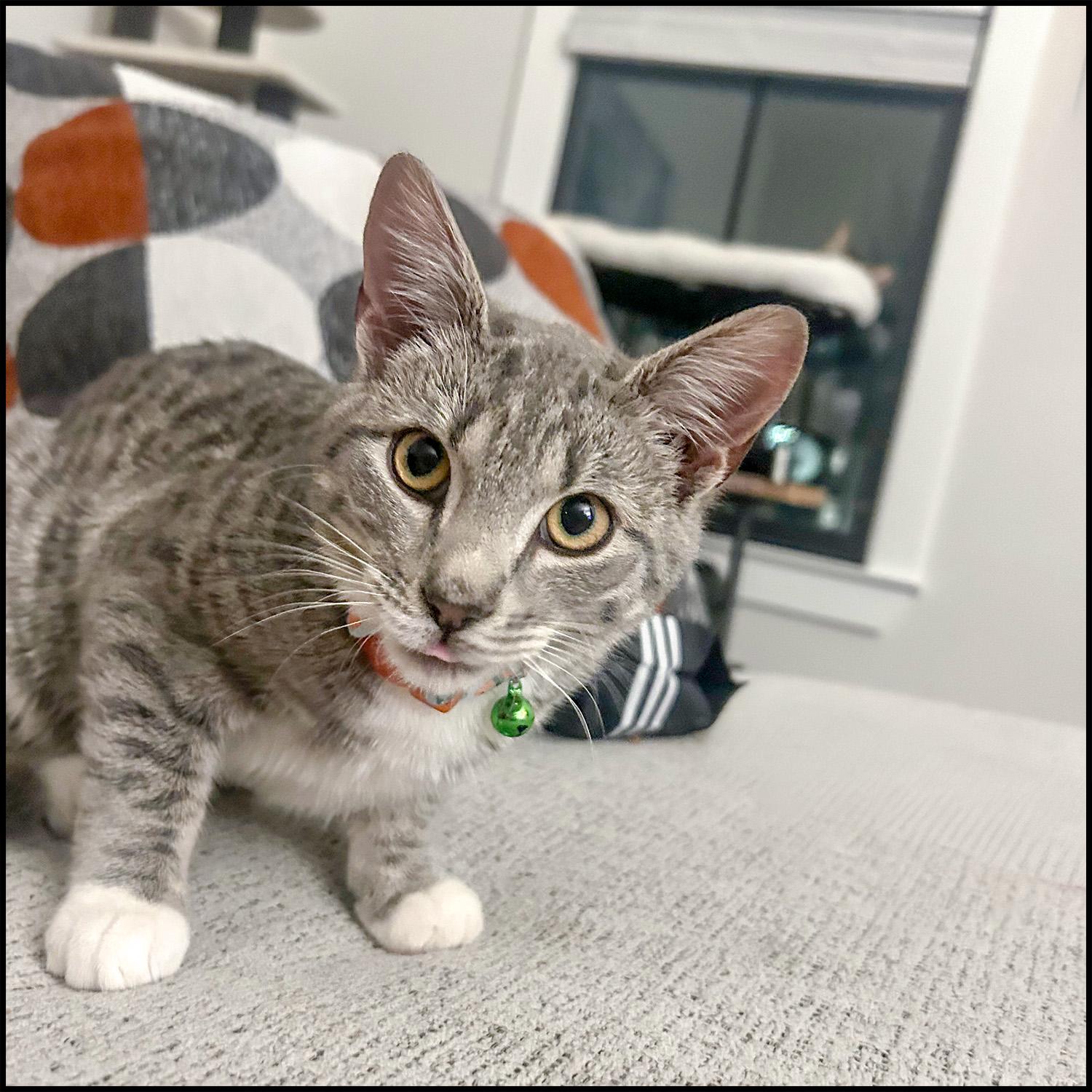 Enlarge Catfish, an adopted mixed breed in Roswell, GA image 6/6