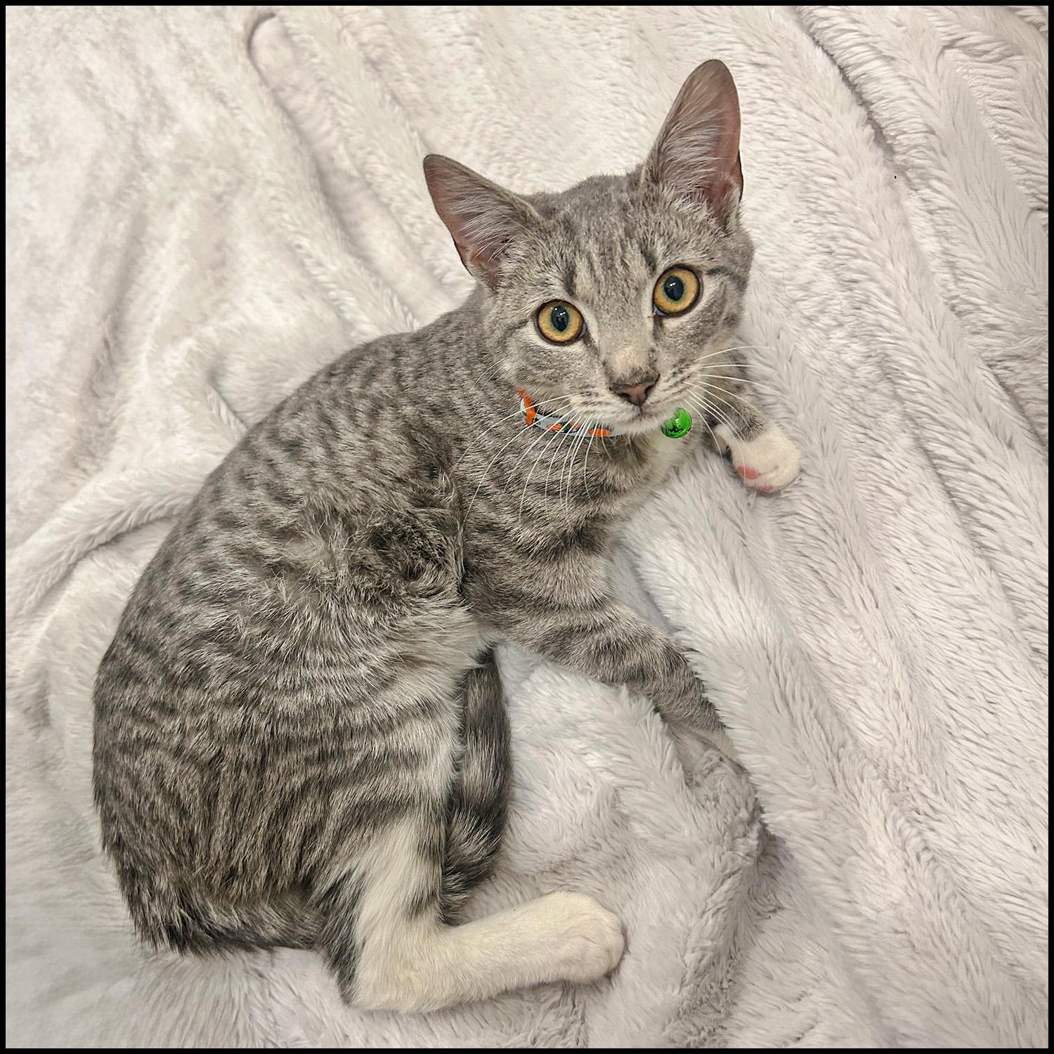 Enlarge Catfish, an adopted mixed breed in Roswell, GA image 2/6