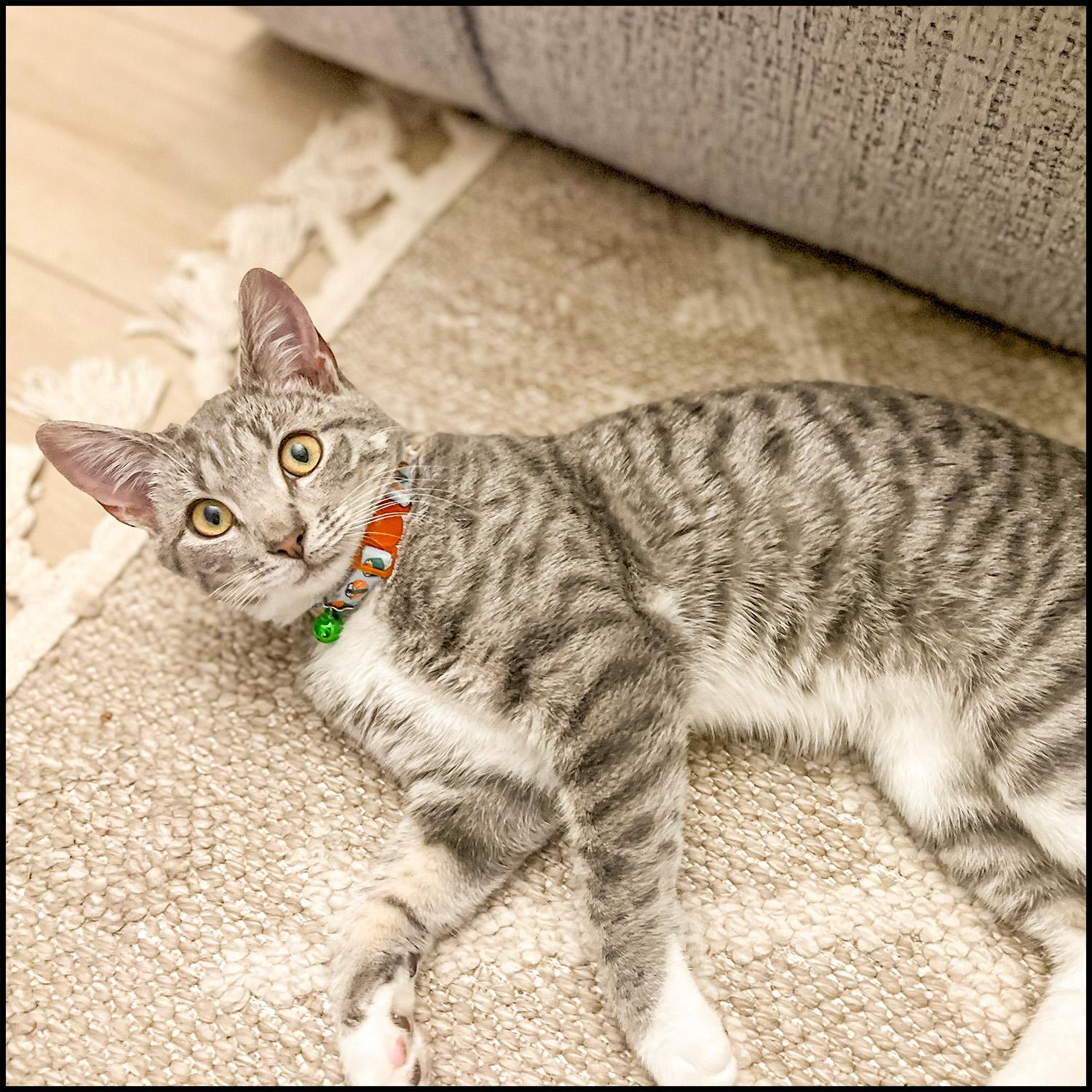 Enlarge Catfish, an adopted mixed breed in Roswell, GA image 5/6