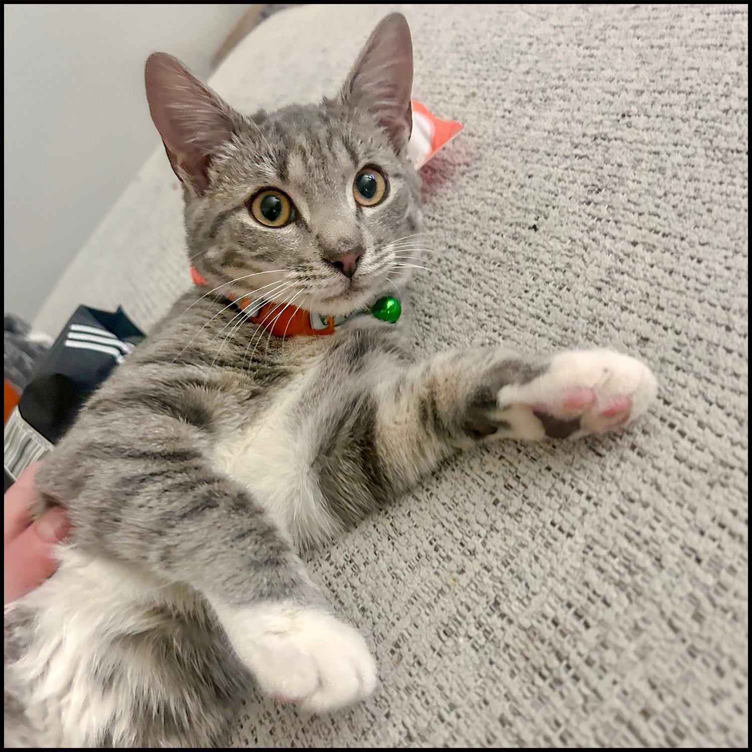 Enlarge Catfish, an adopted mixed breed in Roswell, GA image 4/6