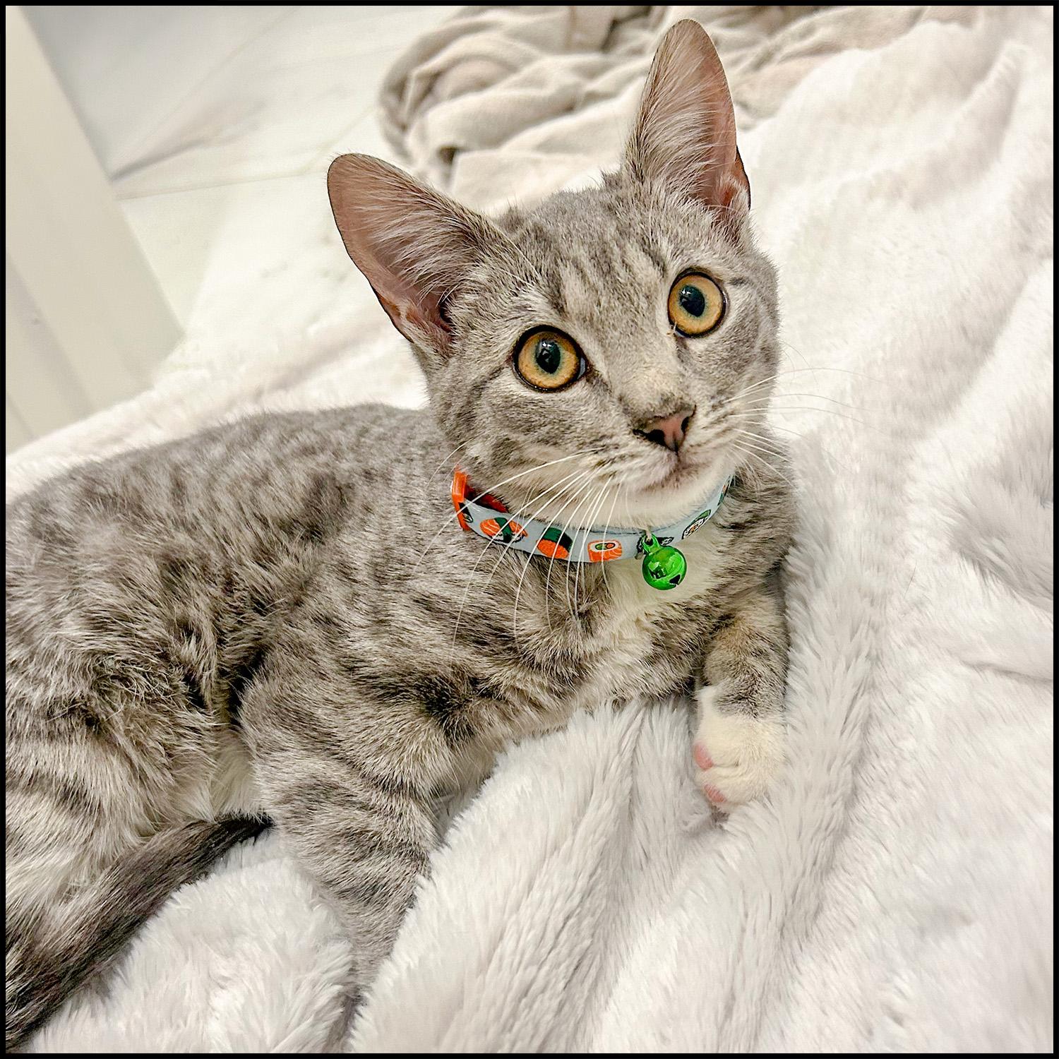 Catfish, adopted, Young Male Domestic Short Hair & Tabby.