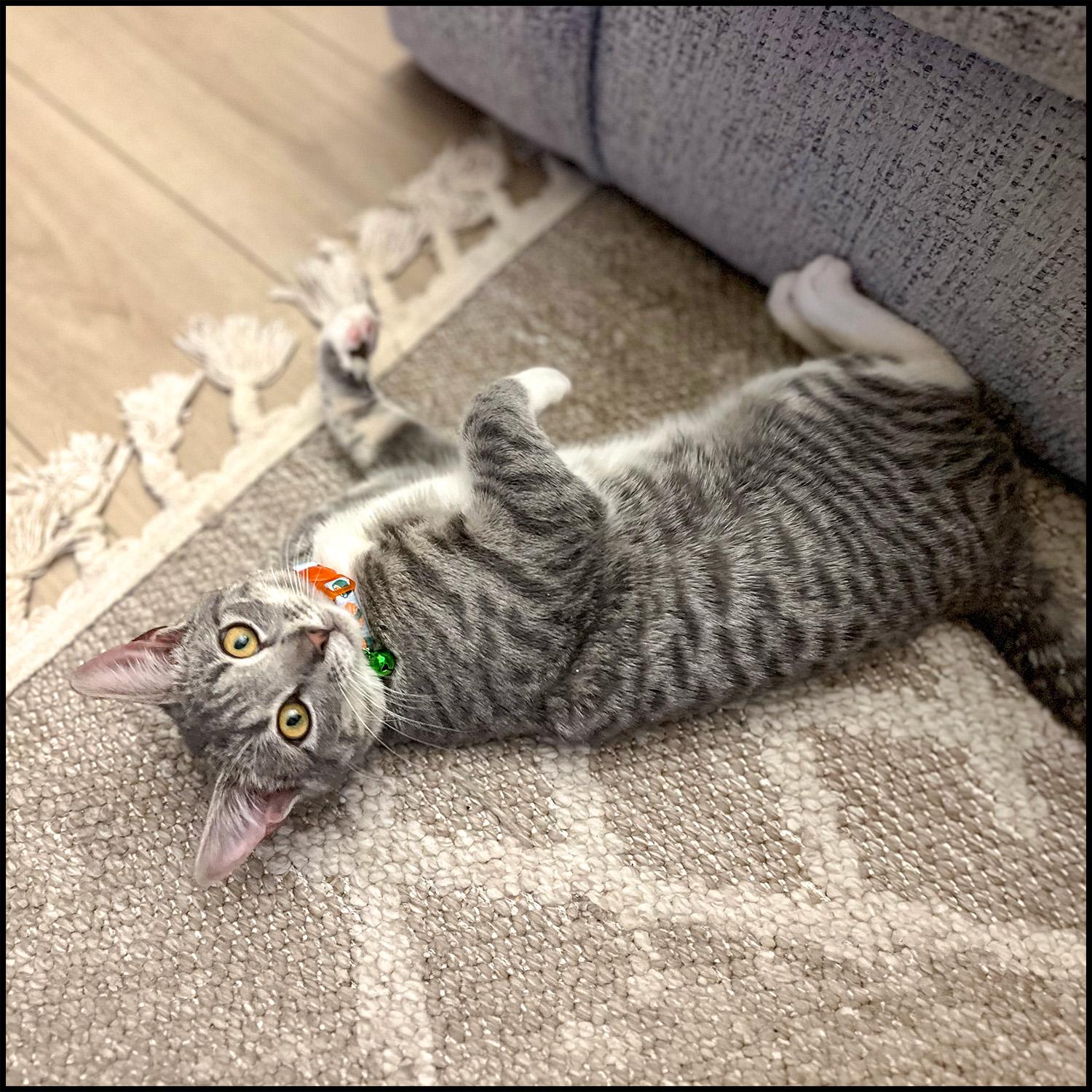 Enlarge Catfish, an adopted mixed breed in Roswell, GA image 3/6