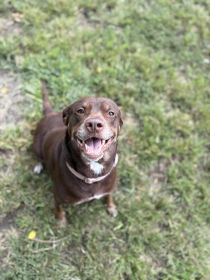 Enlarge Vida, a Adoptable mixed breed in Vincennes, IN image 1/1