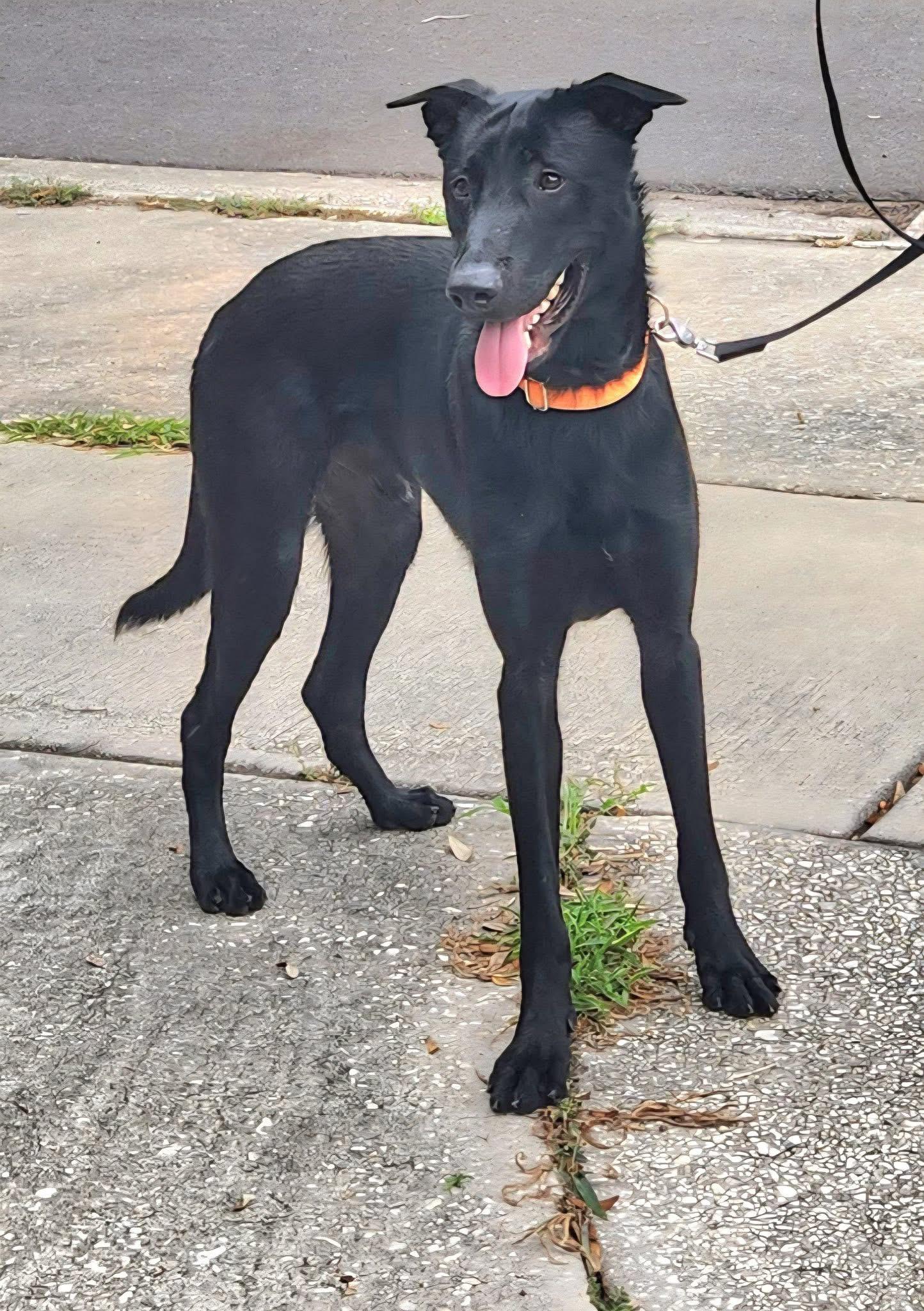 Enlarge Sully, a Adoptable Belgian Shepherd / Malinois in Winter Park, FL image 3/6