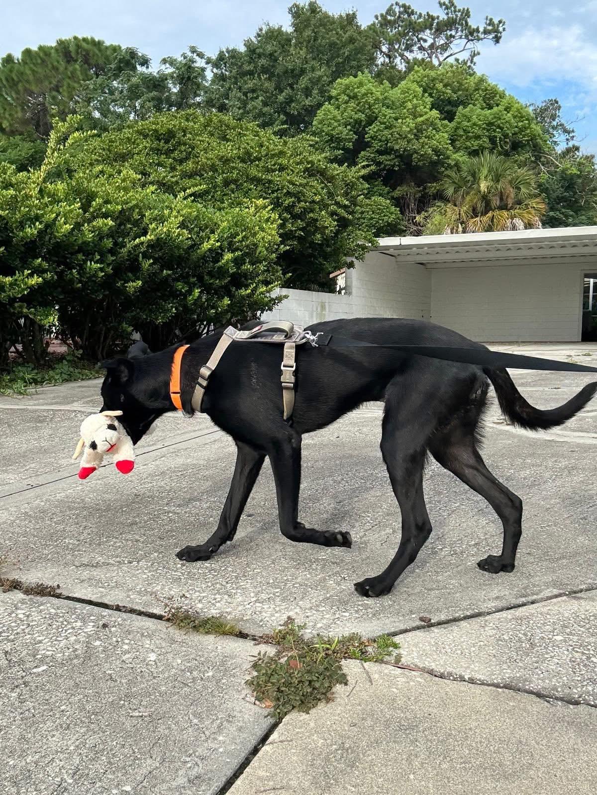 Enlarge Sully, a Adoptable Belgian Shepherd / Malinois in Winter Park, FL image 2/6