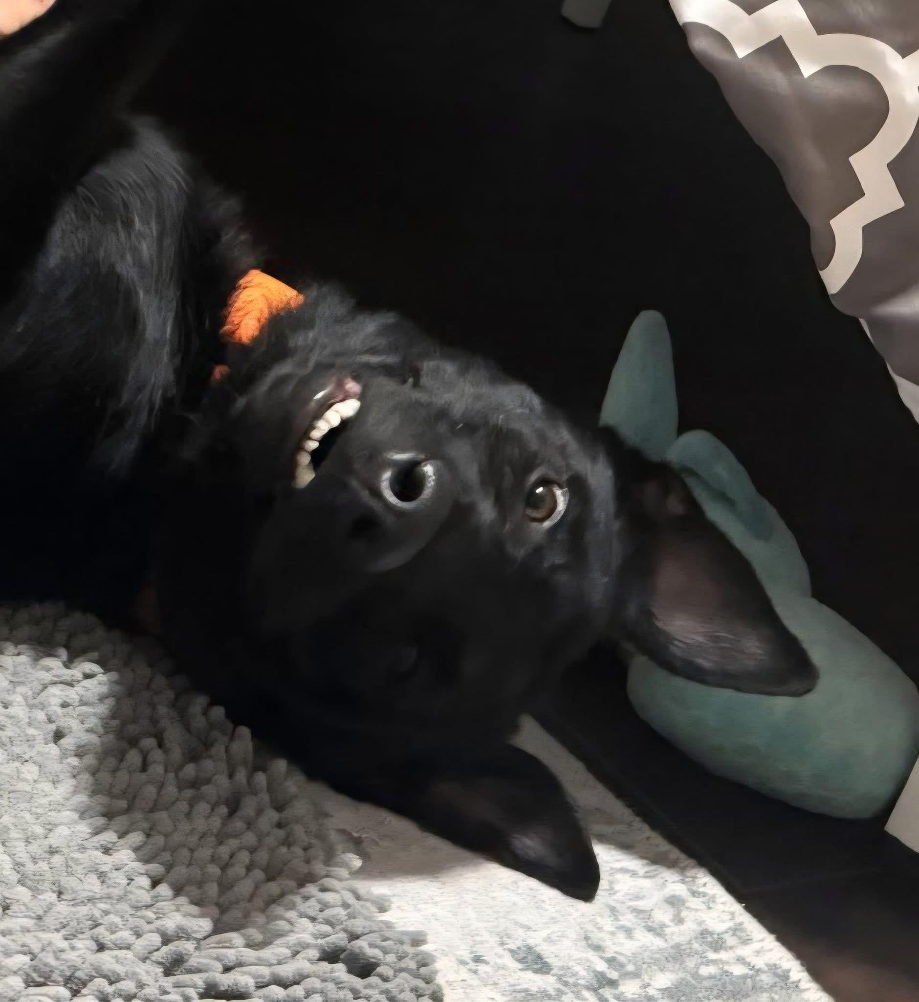 Enlarge Sully, a Adoptable Belgian Shepherd / Malinois in Winter Park, FL image 5/6