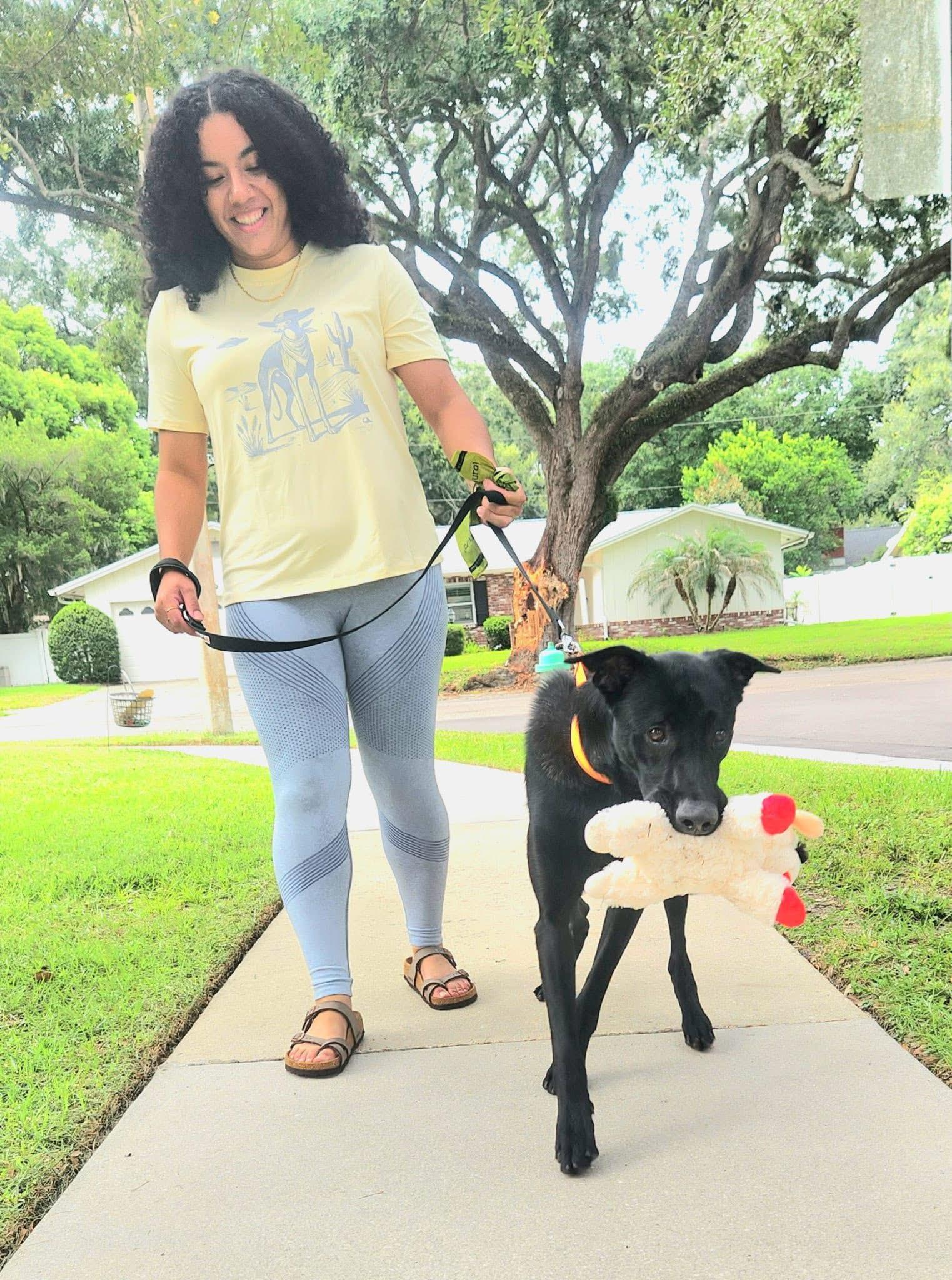 Enlarge Sully, a Adoptable Belgian Shepherd / Malinois in Winter Park, FL image 6/6