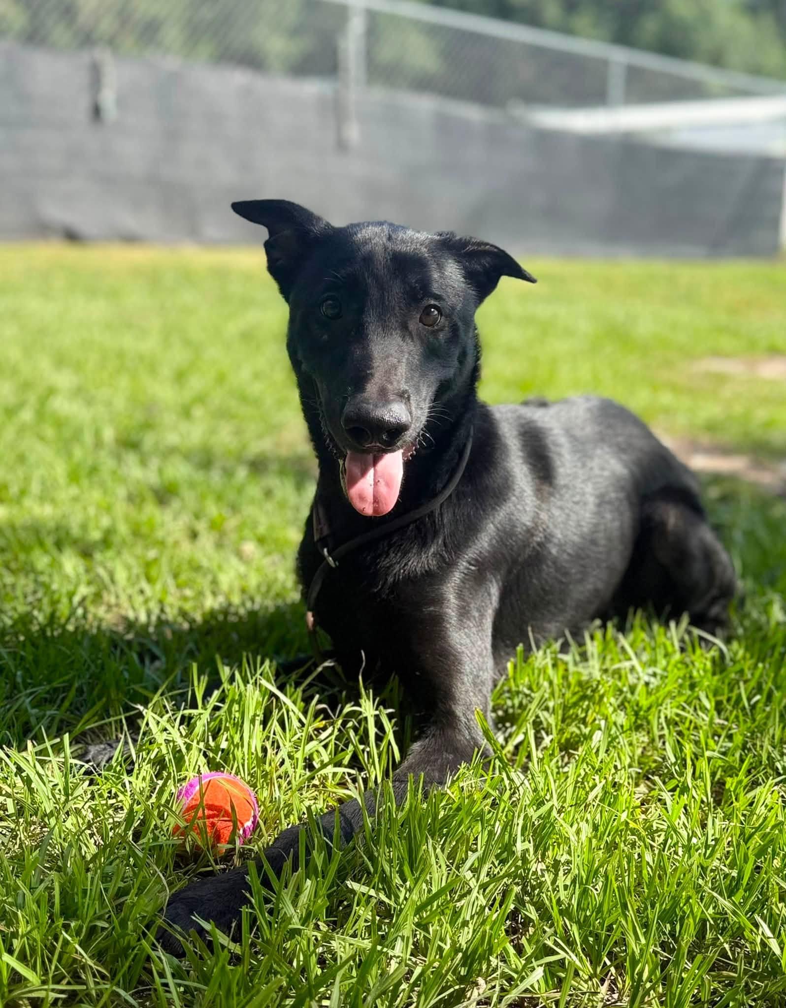 Sully, Adoptable, Young Male Belgian Shepherd / Malinois.