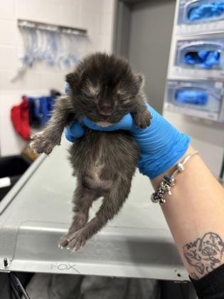 Meg, Adoptable, Kitten Female Domestic Short Hair & Domestic Short Hair.