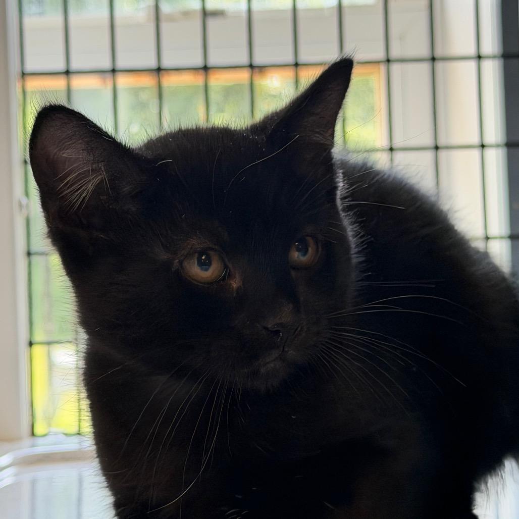 Ripley, a Adoptable Domestic Short Hair in Ruckersville, VA image 1/3