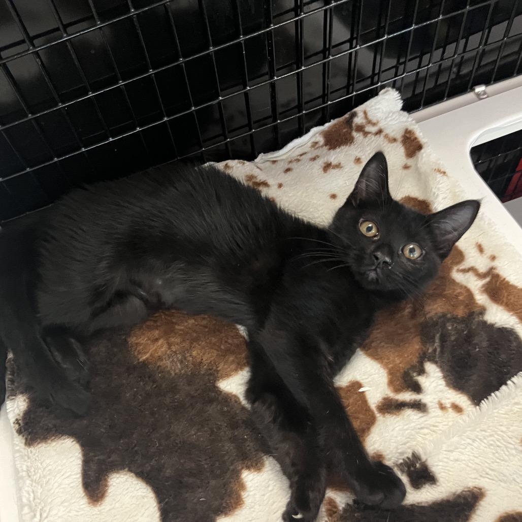 Ripley, a Adoptable Domestic Short Hair in Ruckersville, VA image 3/3